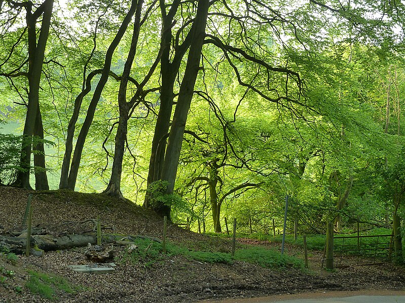 File:Beeches at The Crong - geograph.org.uk - 2958986.jpg