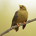 Bell Miner, Nepean Weir, New South Wales, Australia