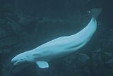 A living Delphinapterus leucas, or beluga whale Beluga03.jpg