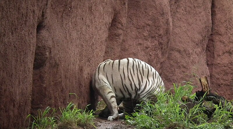 File:Bengal White tiger from nehru zoo, hyderabad 4262.JPG