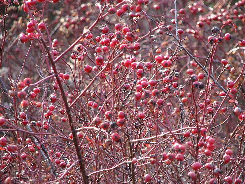 File:Berries (324950341).jpg