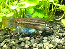 Betta imbellis (мъжки) 20100512 2.jpg