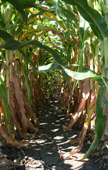 Regular rows of corn in a field in Indiana Between corn rows.png