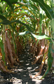 * Nomination Rows of corn (maize) in Indiana. Huwmanbeing 13:02, 28 November 2009 (UTC) * Promotion I wish there was no out of focus branch, but still a very nice image--Mbz1 21:46, 28 November 2009 (UTC)