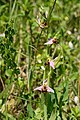 Bienen-Ragwurz (Ophrys apifera)