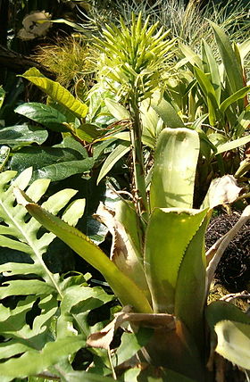 Billbergia horrida