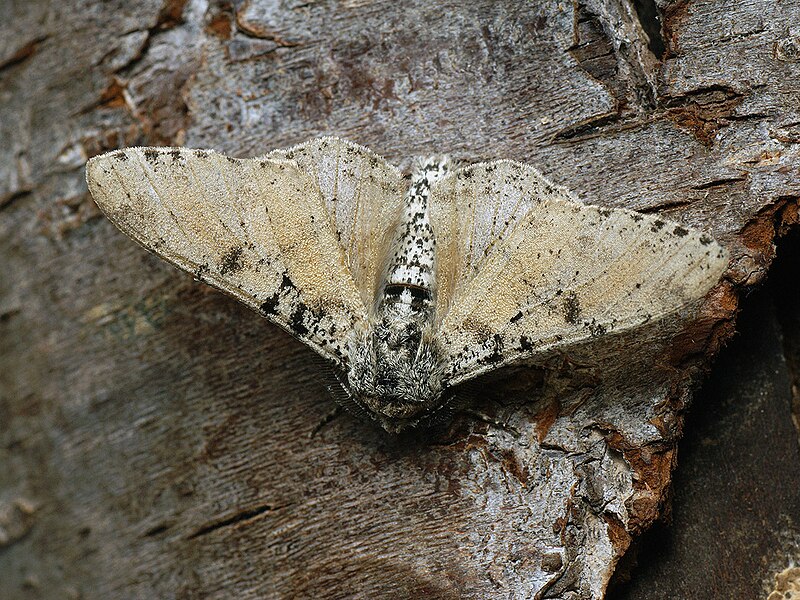 File:Biston betularia - Peppered moth - Пяденица берёзовая (40879649762).jpg