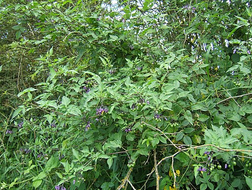 solanum dulcamara foto