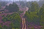 Blüte der Wittstock-Ruppiner Heide