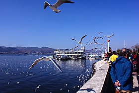 Black-headed Gulls in Lake Dian, Kunming, China.jpg