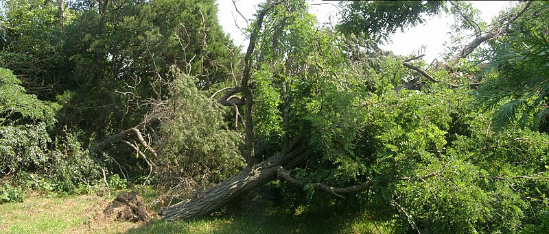 File:Black Locust (windthrow), outside Kouts, Porter County, Indiana.jpg