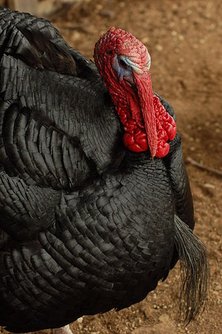 <span class="mw-page-title-main">Norfolk Black</span> Breed of turkey