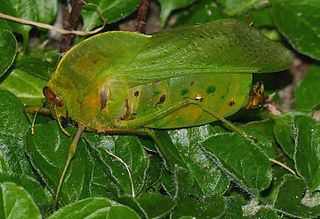 Pneumoridae Family of grasshoppers