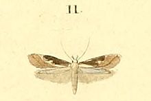 Blastodacna hellerella.jpg