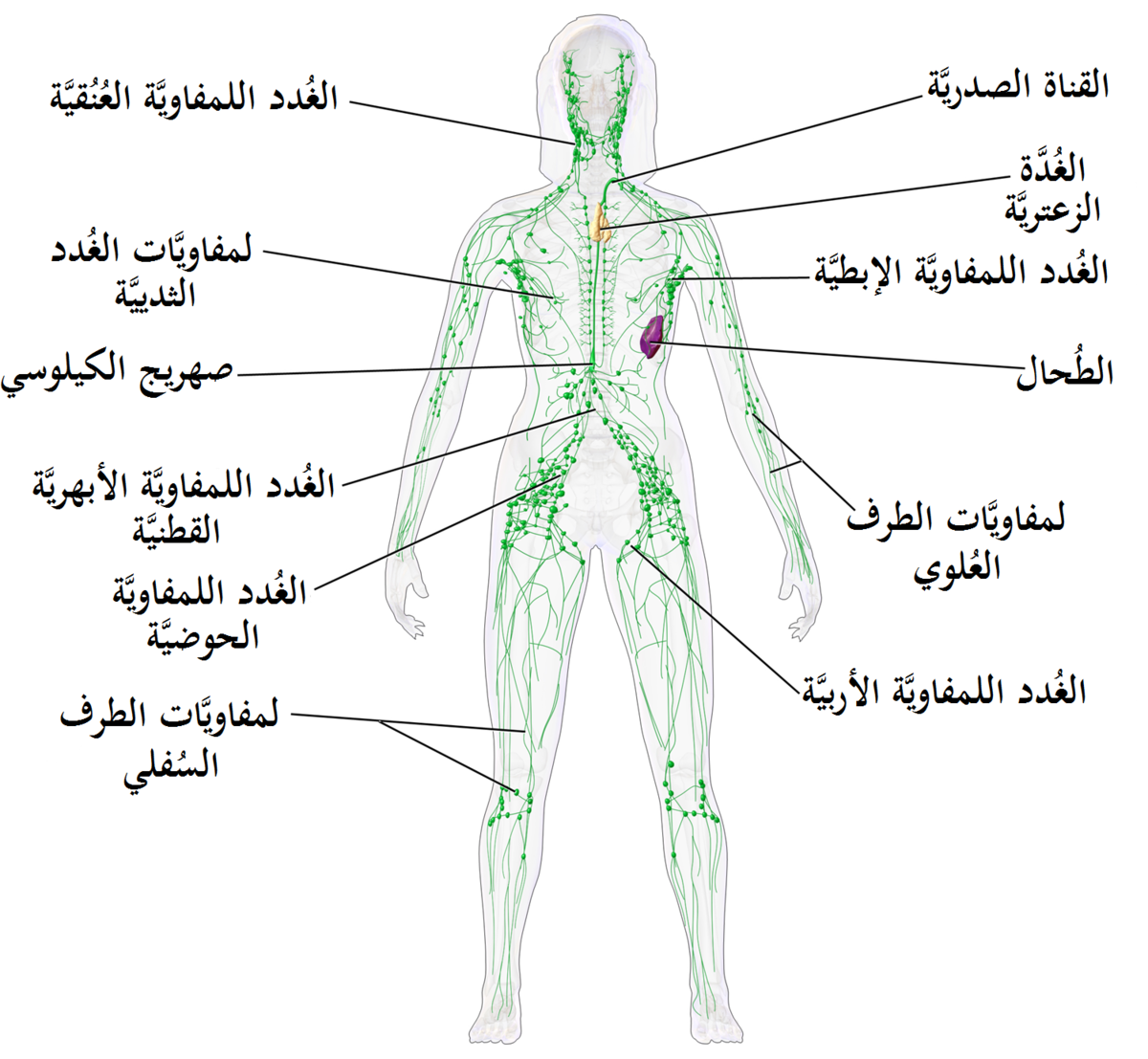 تشريح أجهزة جسم الأنسان بالتفصيل 1200px-Blausen_0623_LymphaticSystem_Female-ar