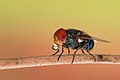 * Nomination Blue Bottle Fly, Baldha Garden. By User:Azimronnie --Masum-al-hasan 04:45, 9 May 2018 (UTC) * Promotion  Support Good quality. --El Grafo 09:56, 10 May 2018 (UTC)