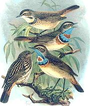 The bluethroat of the red-spotted race is a fairly common winter visitor to Palestine. Bluethroatred.JPG