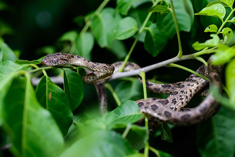 File:Boiga multomaculata, Many-spotted cat snake - Kaeng Krachan District, Phetchaburi (30003351326).jpg