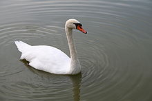 Mute swan Bois de Vincennes 20060816 48.jpg