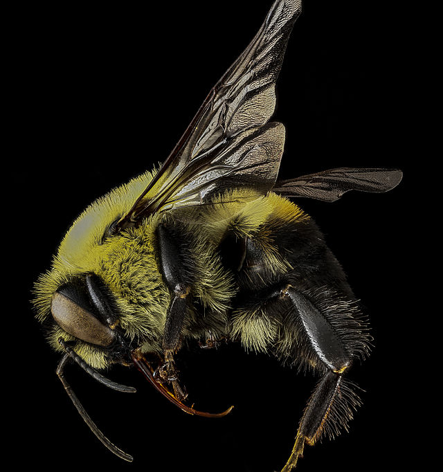 Description de l'image Bombus griseocollis m.jpg.