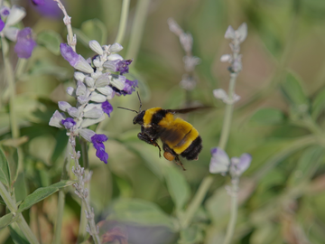 Bombus sonorus - 2019.png