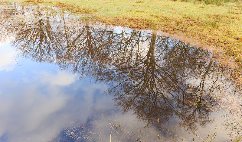 File:Bomen spiegelen in ondergelopen grasland. Locatie, Natuurterrein De Famberhorst 01.jpg