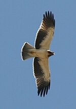 águila calzada pale morph.jpg