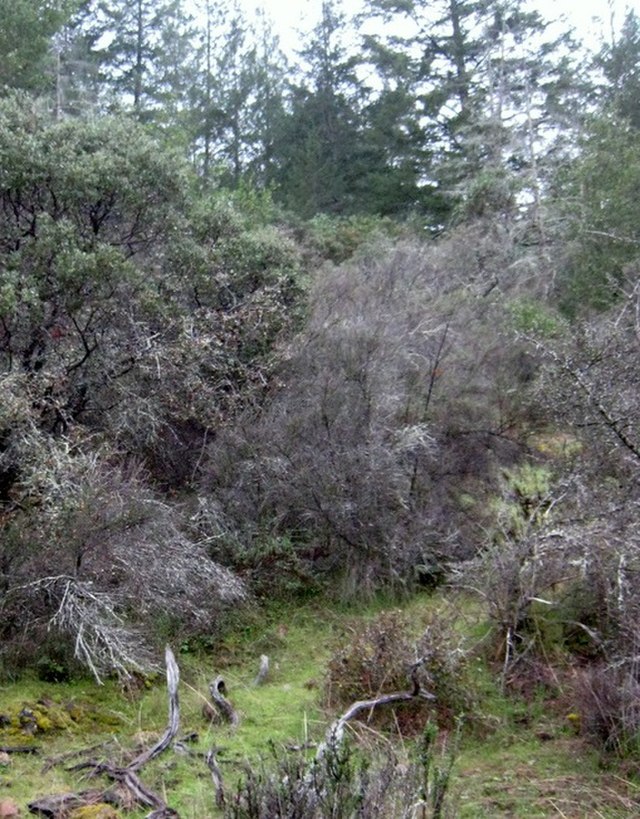 Bothe-Napa Valley SP- Wikipedia