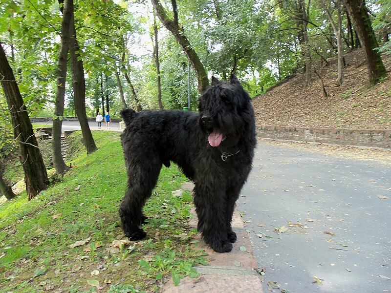 File:Bouvier des Fiandres038.JPG