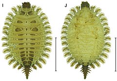 Brachypsectra larvae (cropped).jpg