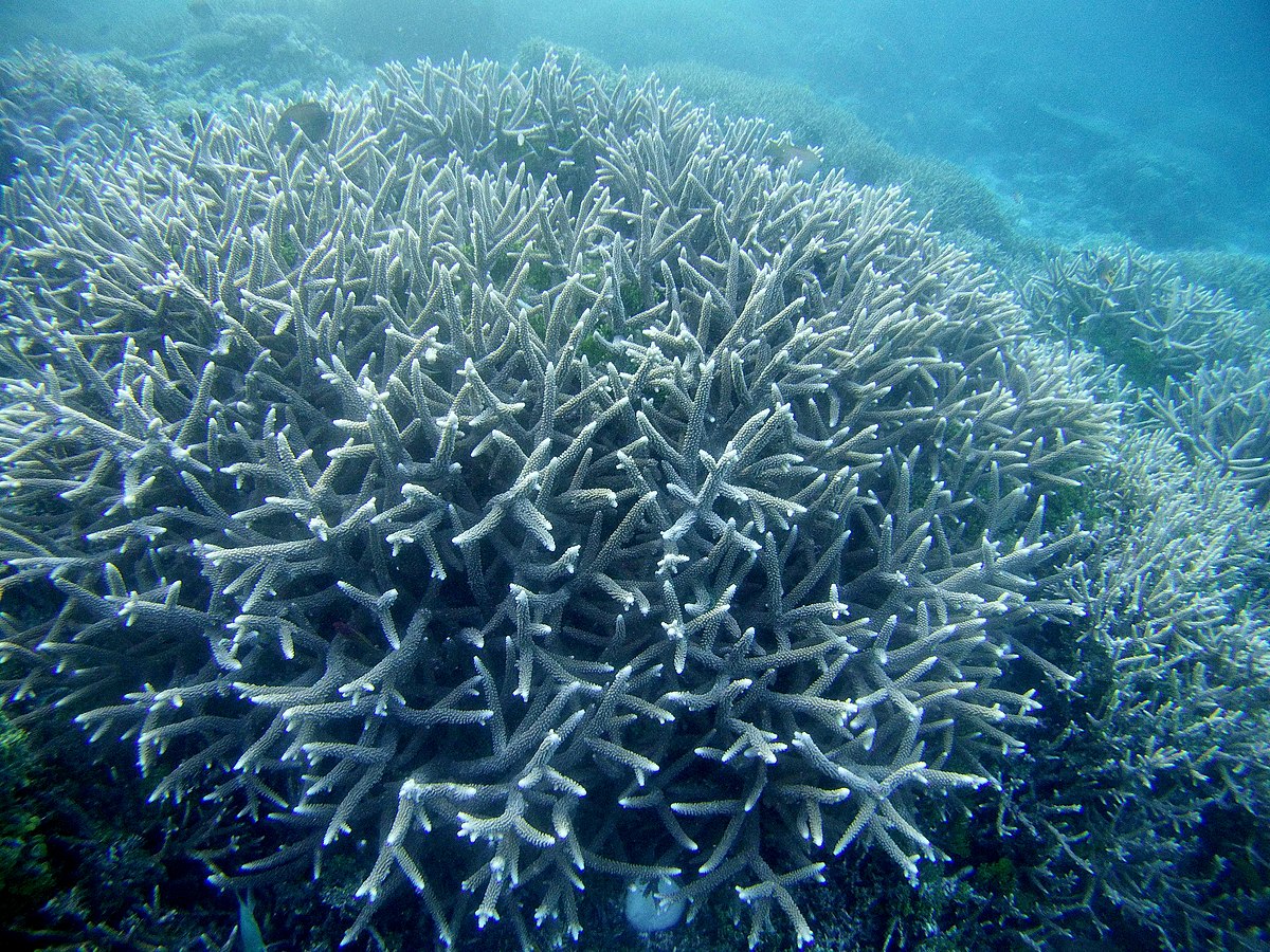 File:Acropora species7.jpg - Wikimedia Commons