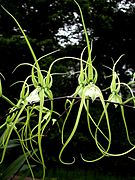 Brassia verrucosa