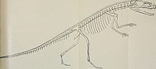 Gracilisuchus as restored by Romer in 1972 Breviora (1971-1973) (20406119102).jpg