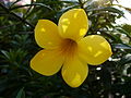 Allamanda cathartica, underfamilie Rauvolfioideae