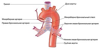 Bronhial Arteries.jpg