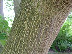 Broussonetia kazinoki (Moraceae) bark.JPG