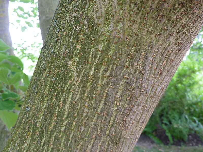 File:Broussonetia kazinoki (Moraceae) bark.JPG