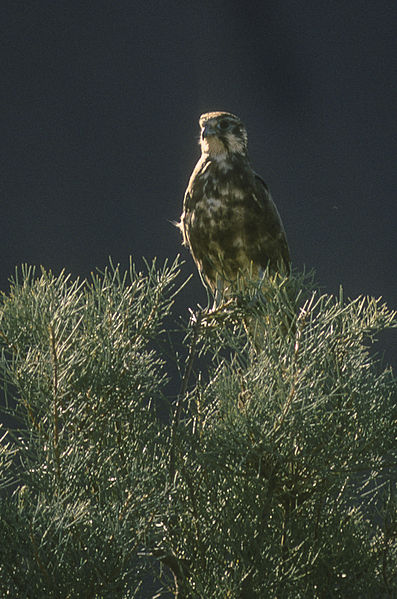 File:Brown Falcon - Ayers Rock - Australia 26 (15505151196).jpg