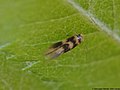 Bucculatrix thoracella (Thunberg, 1794)