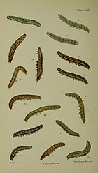 Figs 2, 2a larva after last moult Buckler W The larvae of the British butterflies and moths PlateLIX.jpg