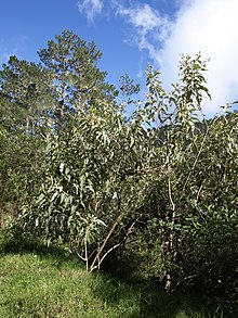 Buddleja domingensis.jpg