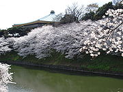 東京都千代田区・日本武道館周囲の桜