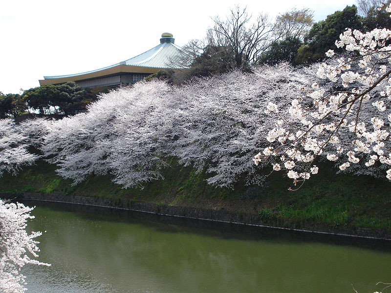 File:Budokan sakura.JPG