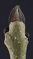 Buds of Fraxinus excelsior 03.jpg