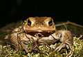 Bufo bufo - Front of a male