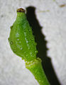 Šešulka rukevníku východního (Bunias orientalis)