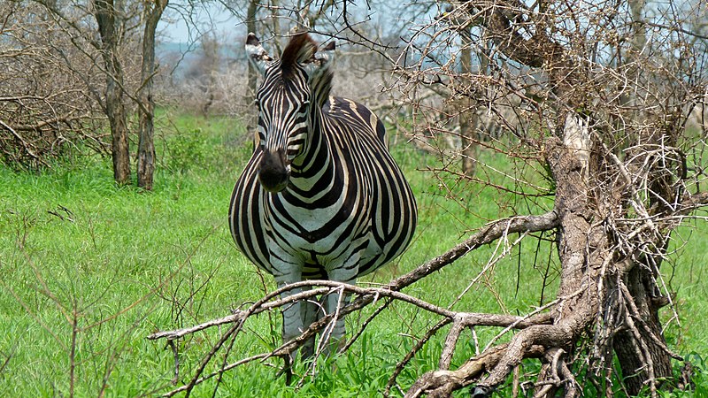 File:Burchell's Zebra (Equus quagga burchellii) (6005248663).jpg