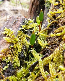 2012 Green Leprechaun Moss