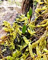 Buxbaumia viridis Germany - Schwäbisch-Fränkische Waldberge