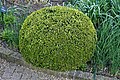 Buxus sempervirens topiary at RHS Garden Hyde Hall, Essex, England.jpg